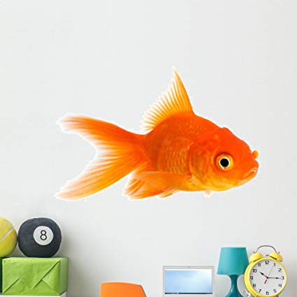 Wallmonkeys Goldfish Wall Decal Peel and Stick Graphic (48 in W x 36 in H) WM87287
